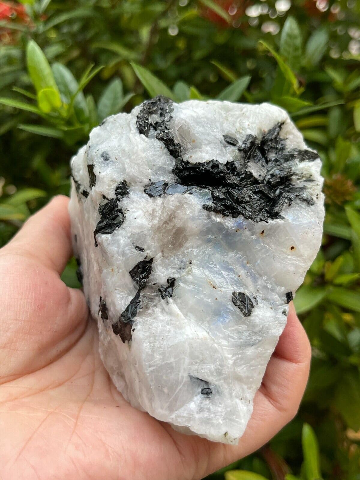XL Raw Stones 0.5-1 lb, 3-4" Natural Crystals – Choose from 20+ Types