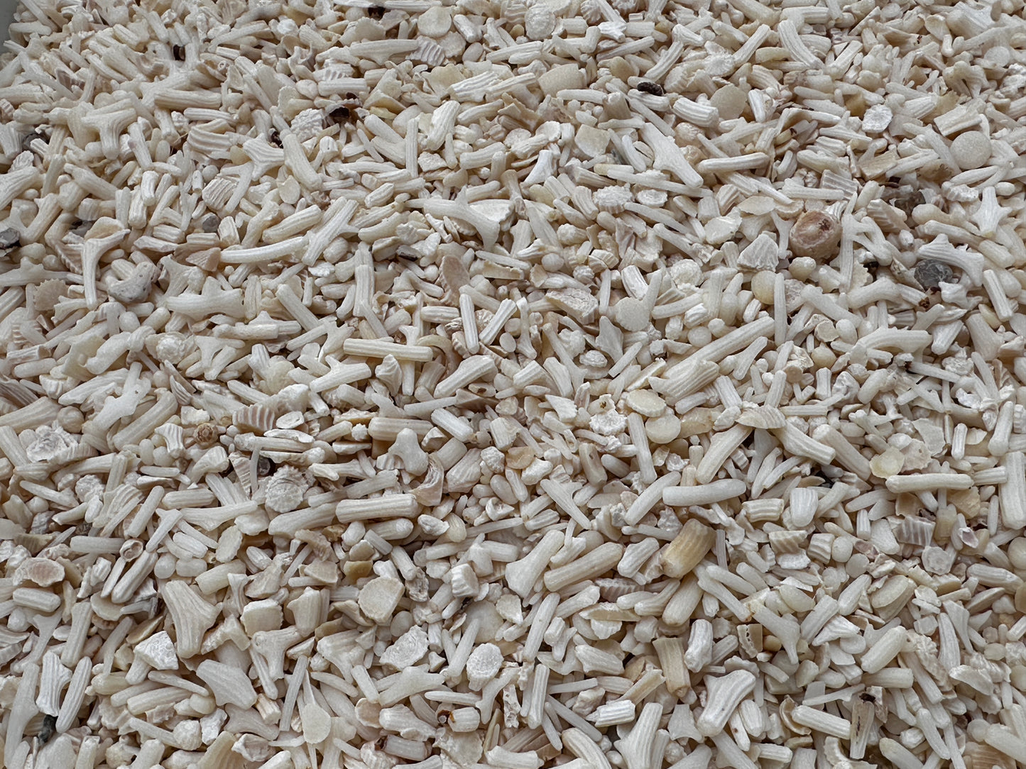 White Bamboo Coral Chips Semi Tumbled Gemstone, 2 - 9 mm, Wholesale Bulk Lot