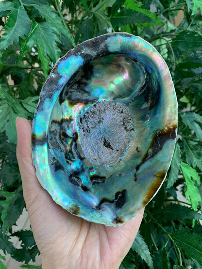 Abalone Shell, Seashell Incense Burner, Smudge Bowl / Holder, Pick a Size