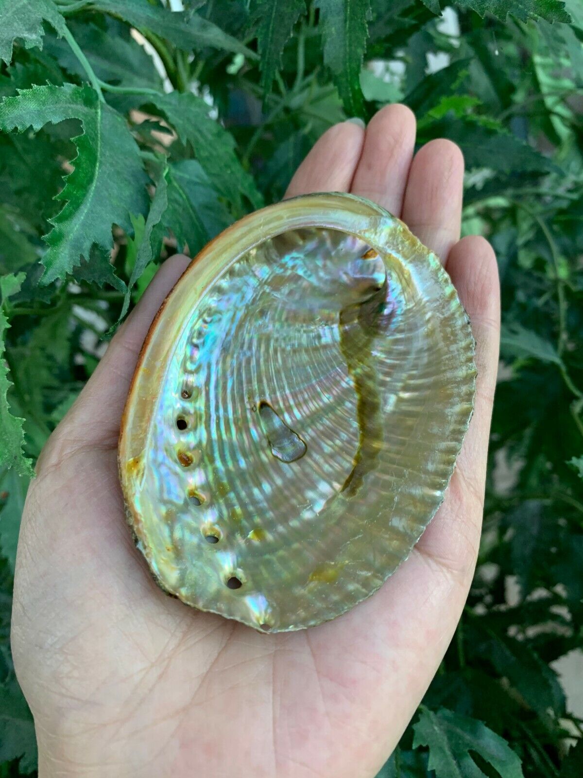 Abalone Shell, Seashell Incense Burner, Smudge Bowl / Holder, Pick a Size