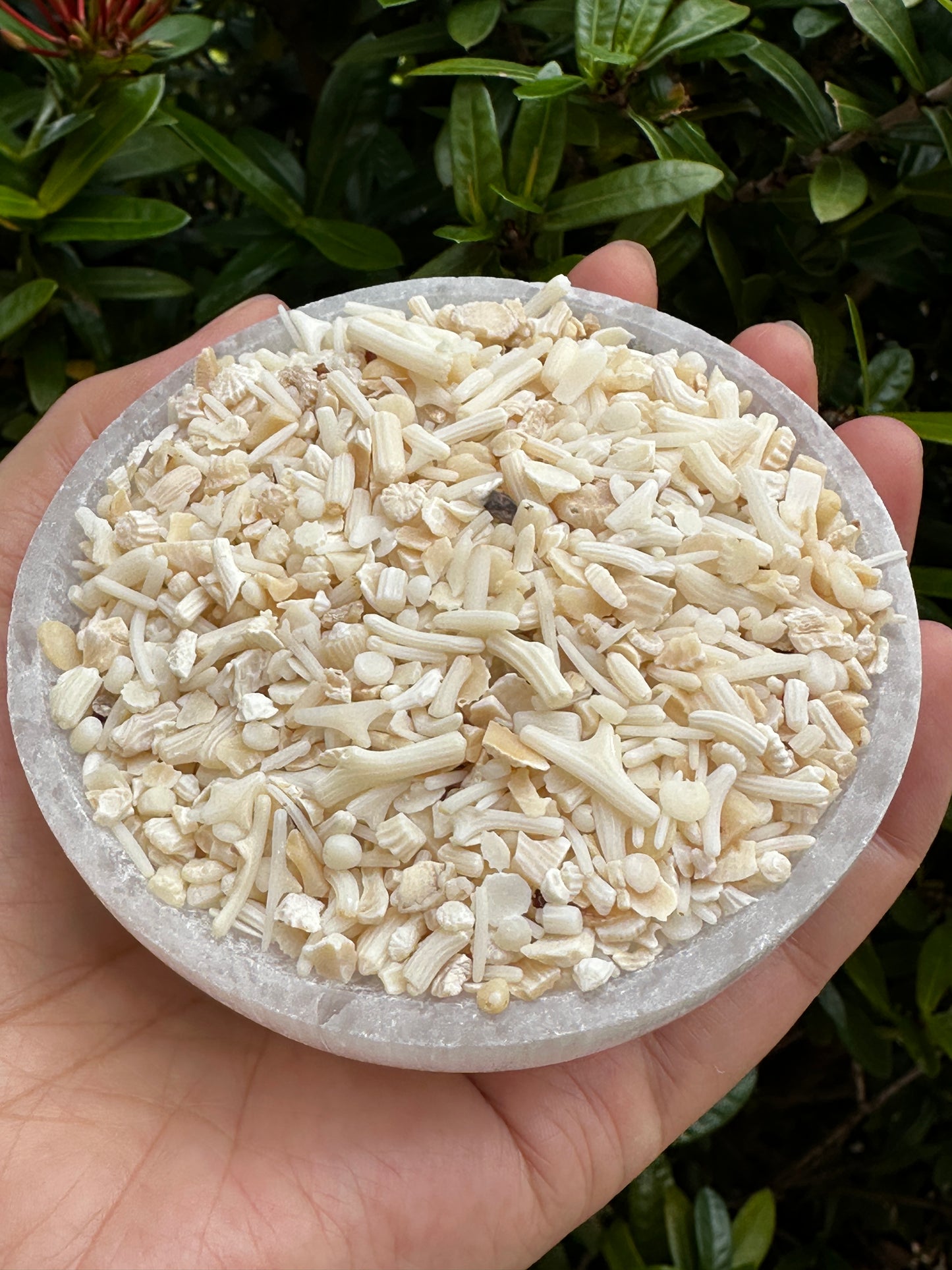 White Bamboo Coral Chips Semi Tumbled Gemstone, 2 - 9 mm, Wholesale Bulk Lot