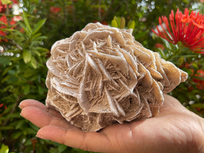 Large to Giant Desert Rose Cluster,3-10 Inches Beautiful Huge Desert Gypsum Rose