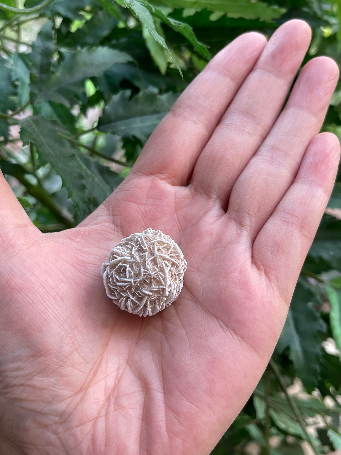 Desert Rose Selenite, 0.85-1.25 Inch Small Desert Gypsum Rose,Wholesale Bulk Lot