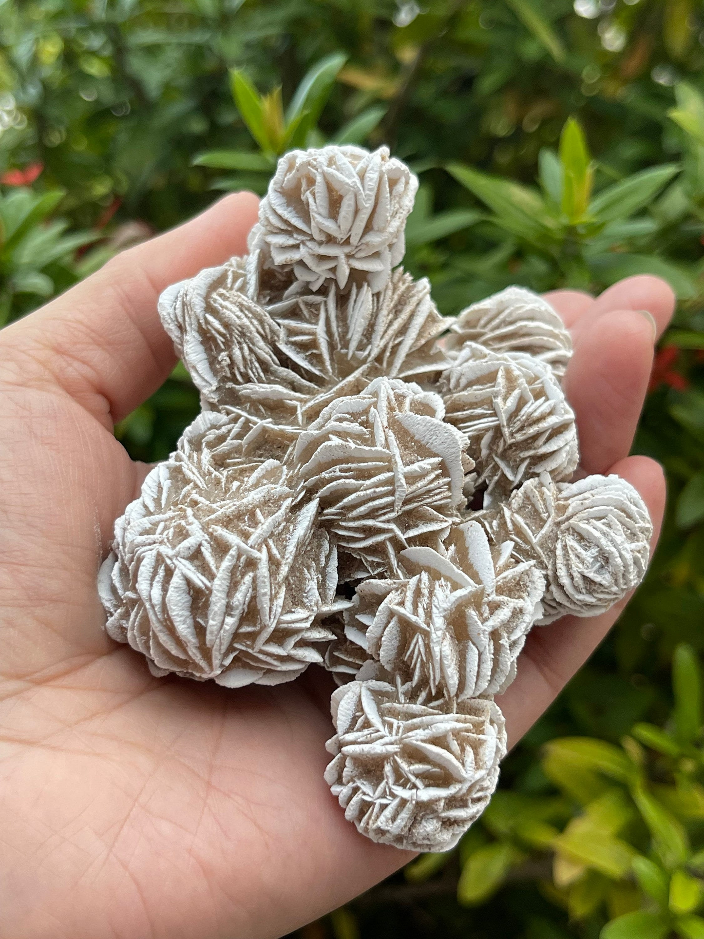 Large to Giant Desert Rose Cluster,3-10 Inches Beautiful Huge Desert Gypsum Rose