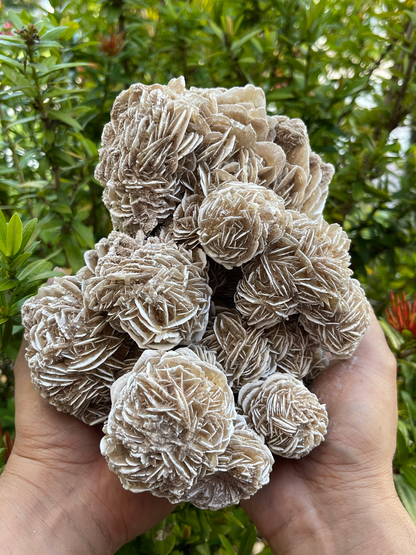 Large to Giant Desert Rose Cluster,3-10 Inches Beautiful Huge Desert Gypsum Rose