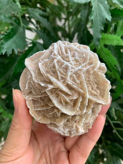 Extra Large Desert Rose Selenite, 1.5-4 Inches Desert Gypsum Rose, Pick a Size