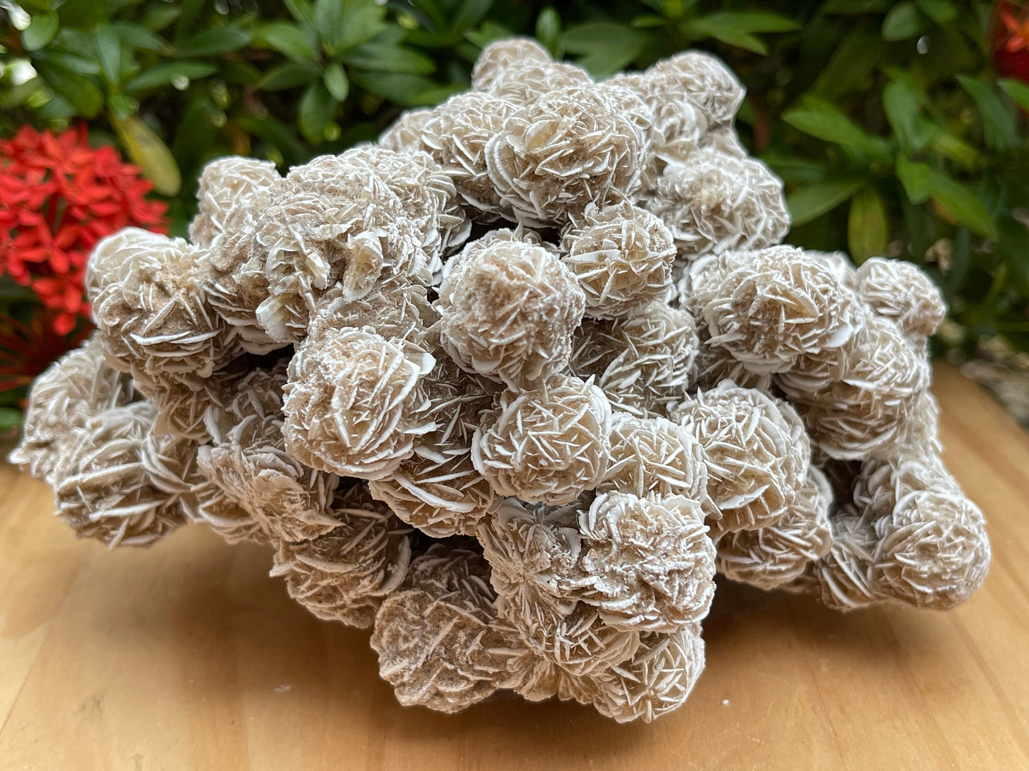 Large to Giant Desert Rose Cluster,3-10 Inches Beautiful Huge Desert Gypsum Rose