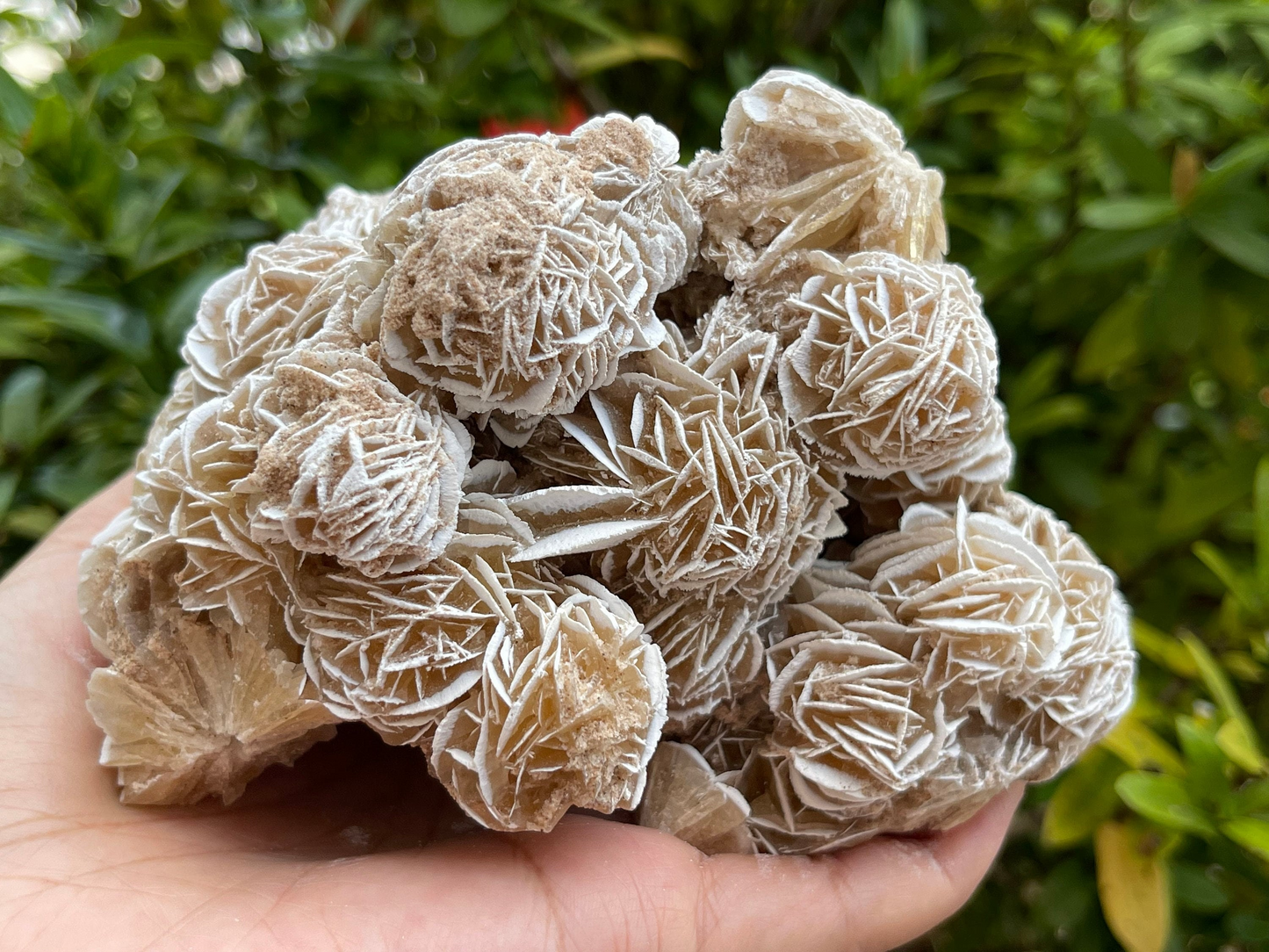 Large to Giant Desert Rose Cluster,3-10 Inches Beautiful Huge Desert Gypsum Rose