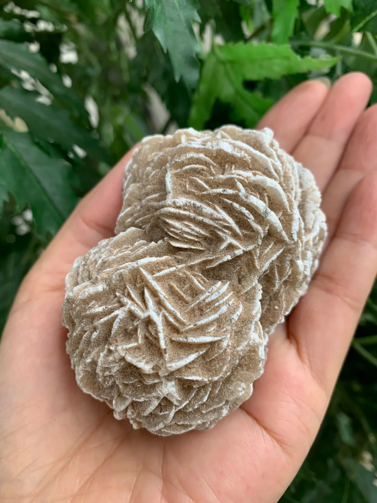Extra Large Desert Rose Selenite, 1.5-4 Inches Desert Gypsum Rose, Pick a Size