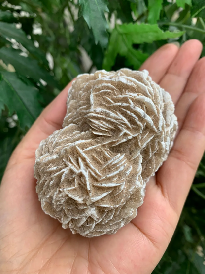 Extra Large Desert Rose Selenite, 1.5-4 Inches Desert Gypsum Rose, Pick a Size