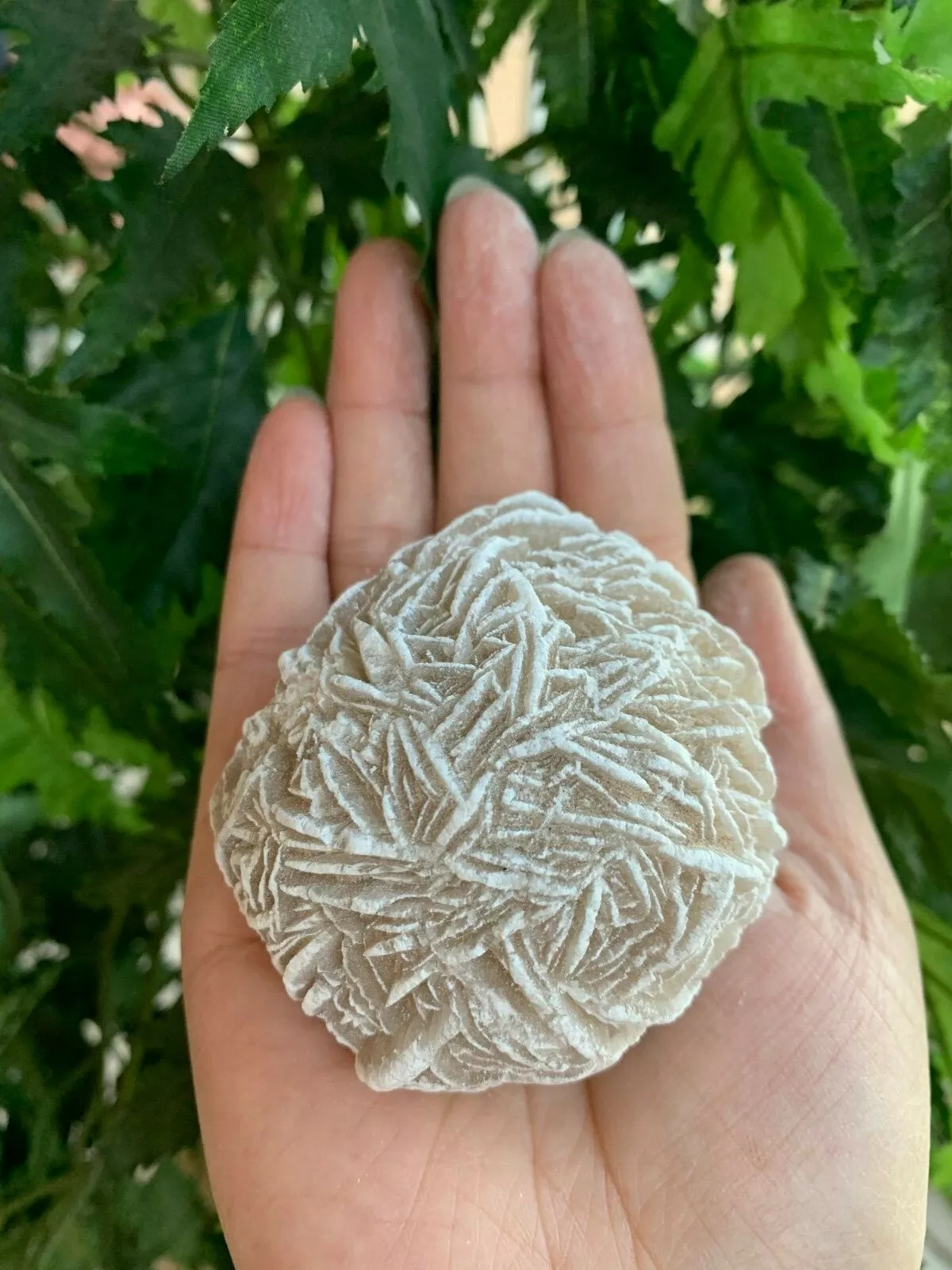 Extra Large Desert Rose Selenite, 1.5-4 Inches Desert Gypsum Rose, Pick a Size