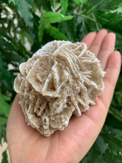 Extra Large Desert Rose Selenite, 1.5-4 Inches Desert Gypsum Rose, Pick a Size