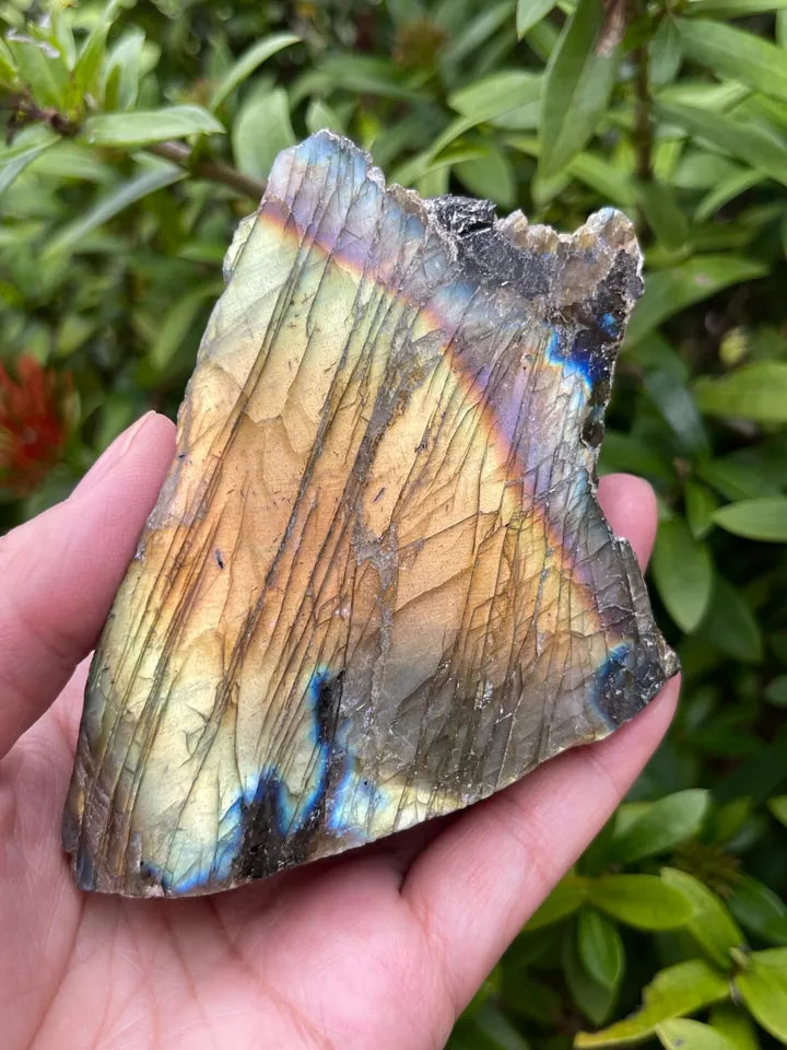 Natural Labradorite Slab, High Flash Free Standing Display Specim, Pick a Weight